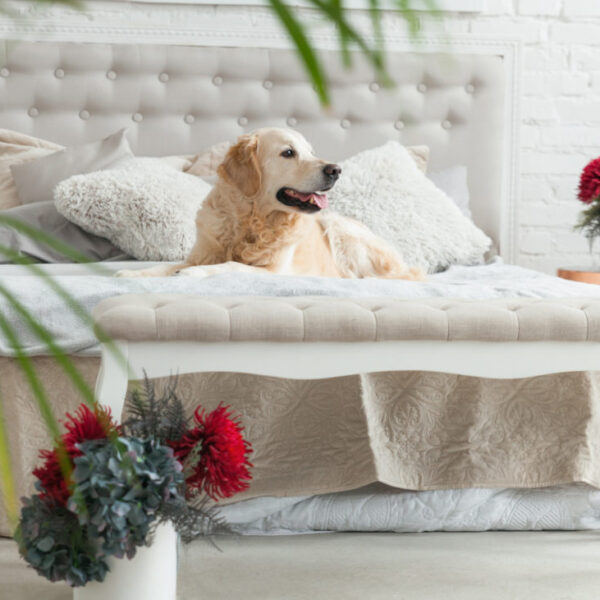Golden retriever puppy dog in luxurious bright colors classic ec